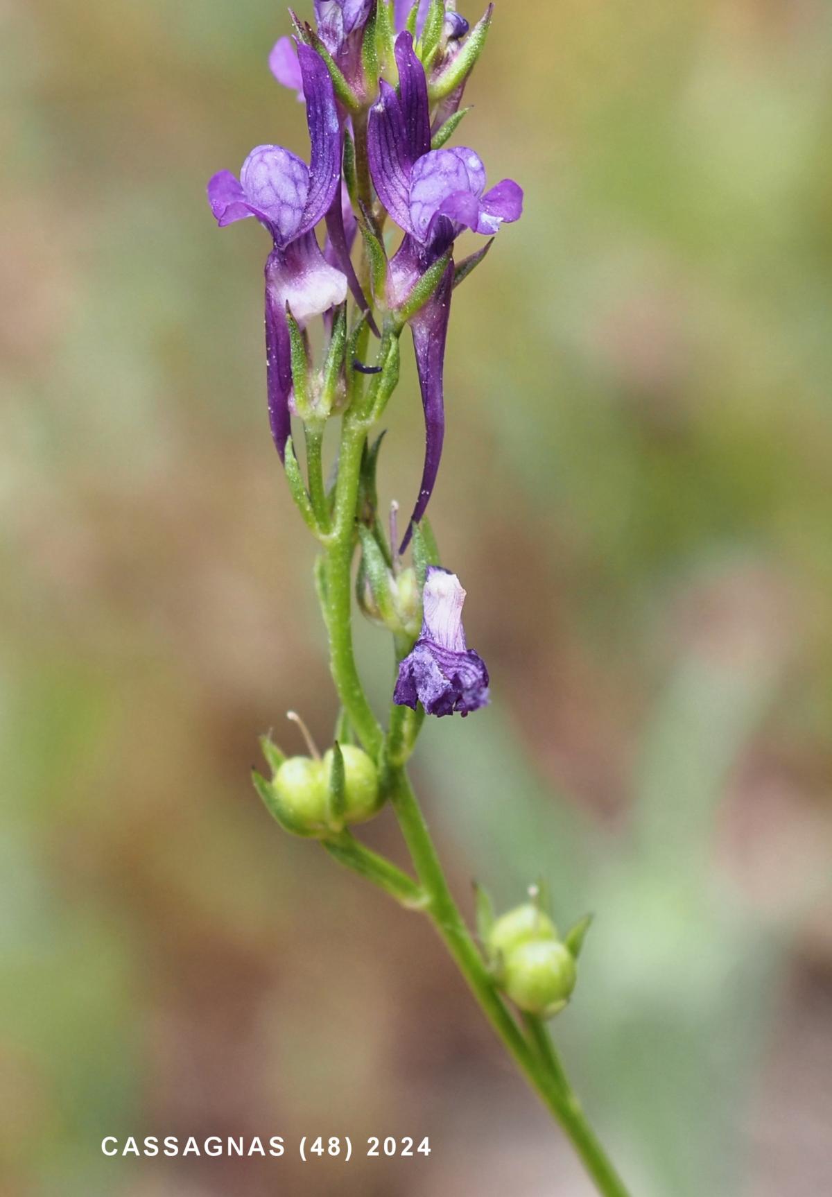 Toadflax, Pellisseriana fruit